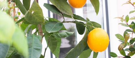 Ein Zitrusbaum mit Orangen und grünen Blättern.