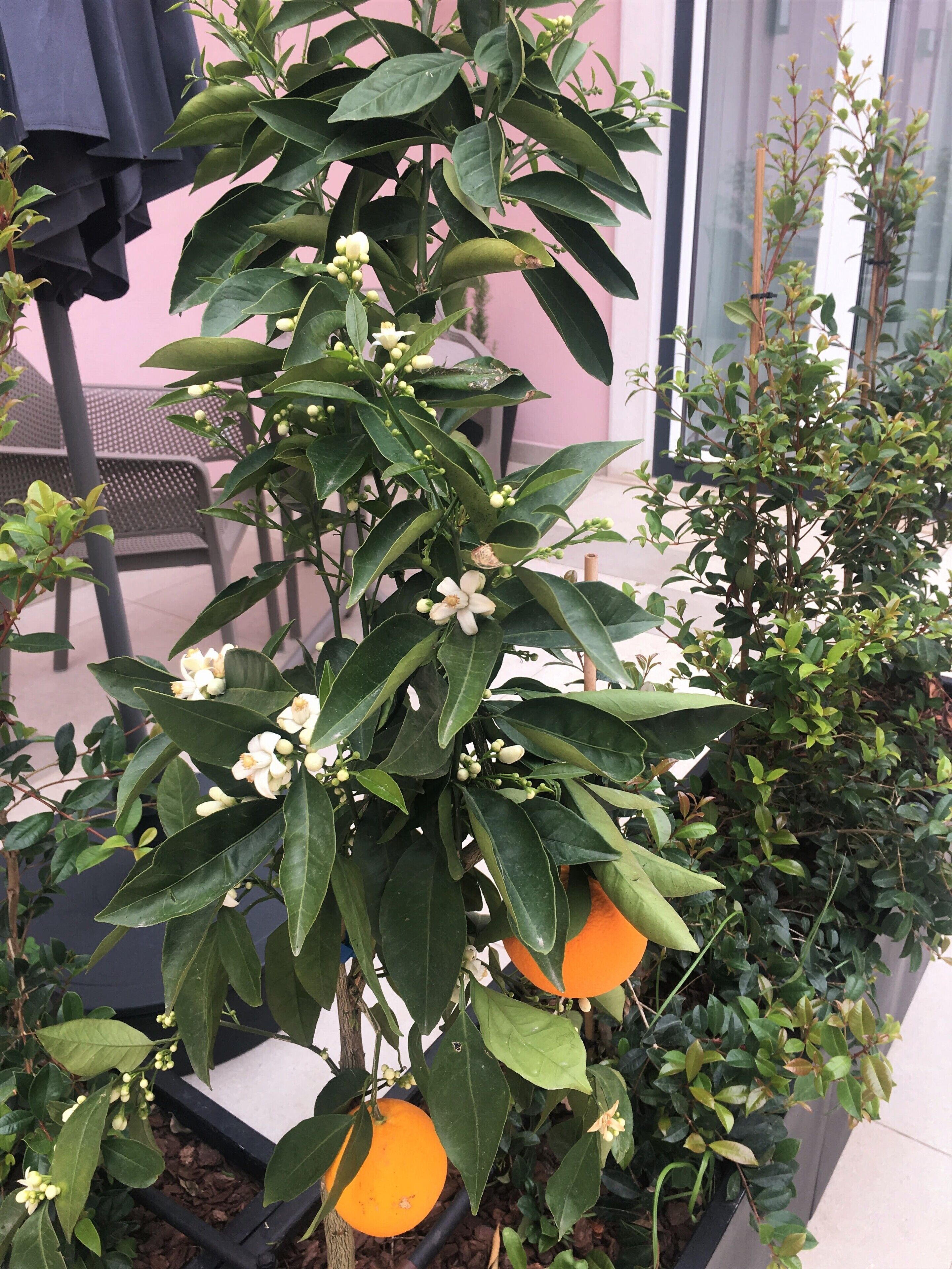 A potted citrus tree with green leaves and white flowers, placed on a balcony with a chair and a table in the background.