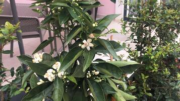 A potted citrus tree with green leaves and white flowers, placed on a balcony with a chair and a table in the background.