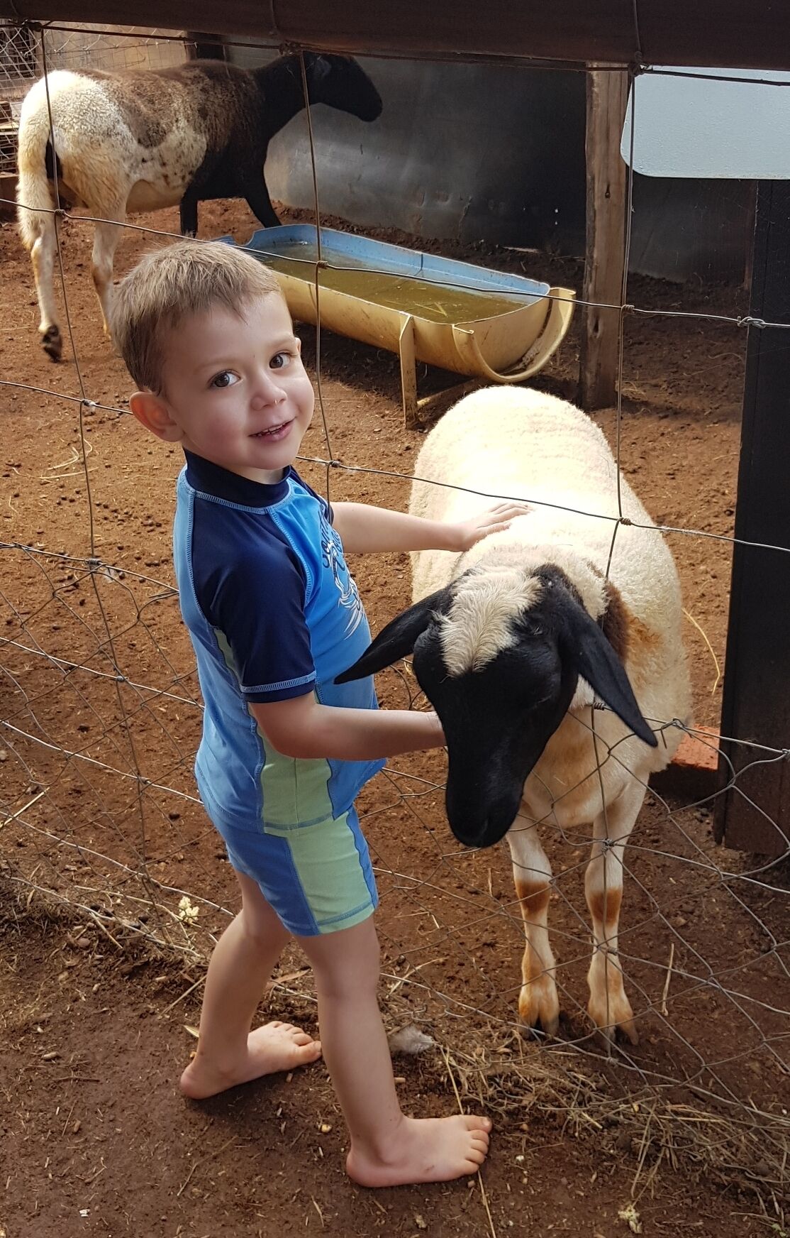 Un enfant interagissant avec un mouton dans un espace clos.