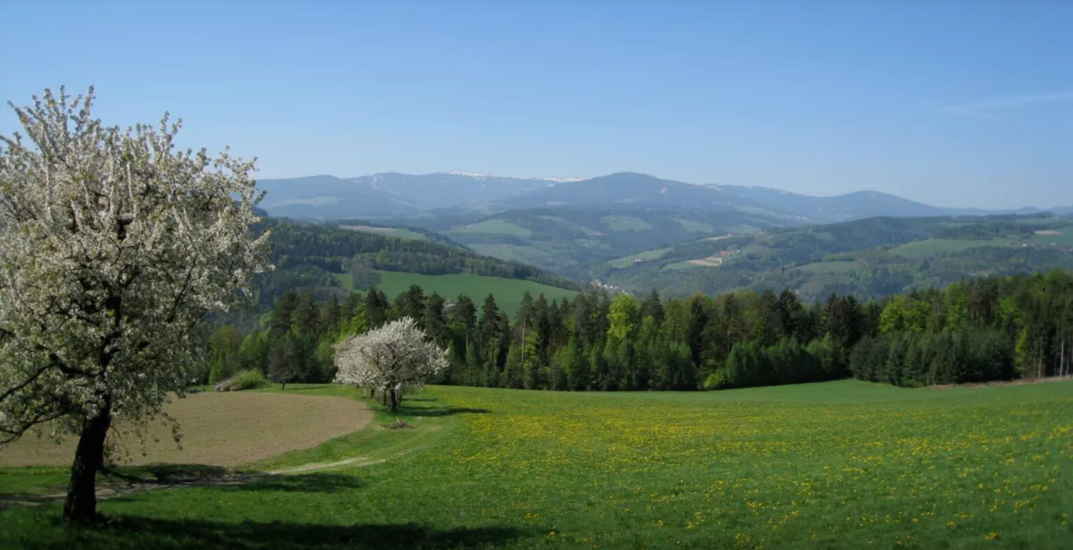 A landscape with rolling hills, a clear sky, and a tree with white blossoms.