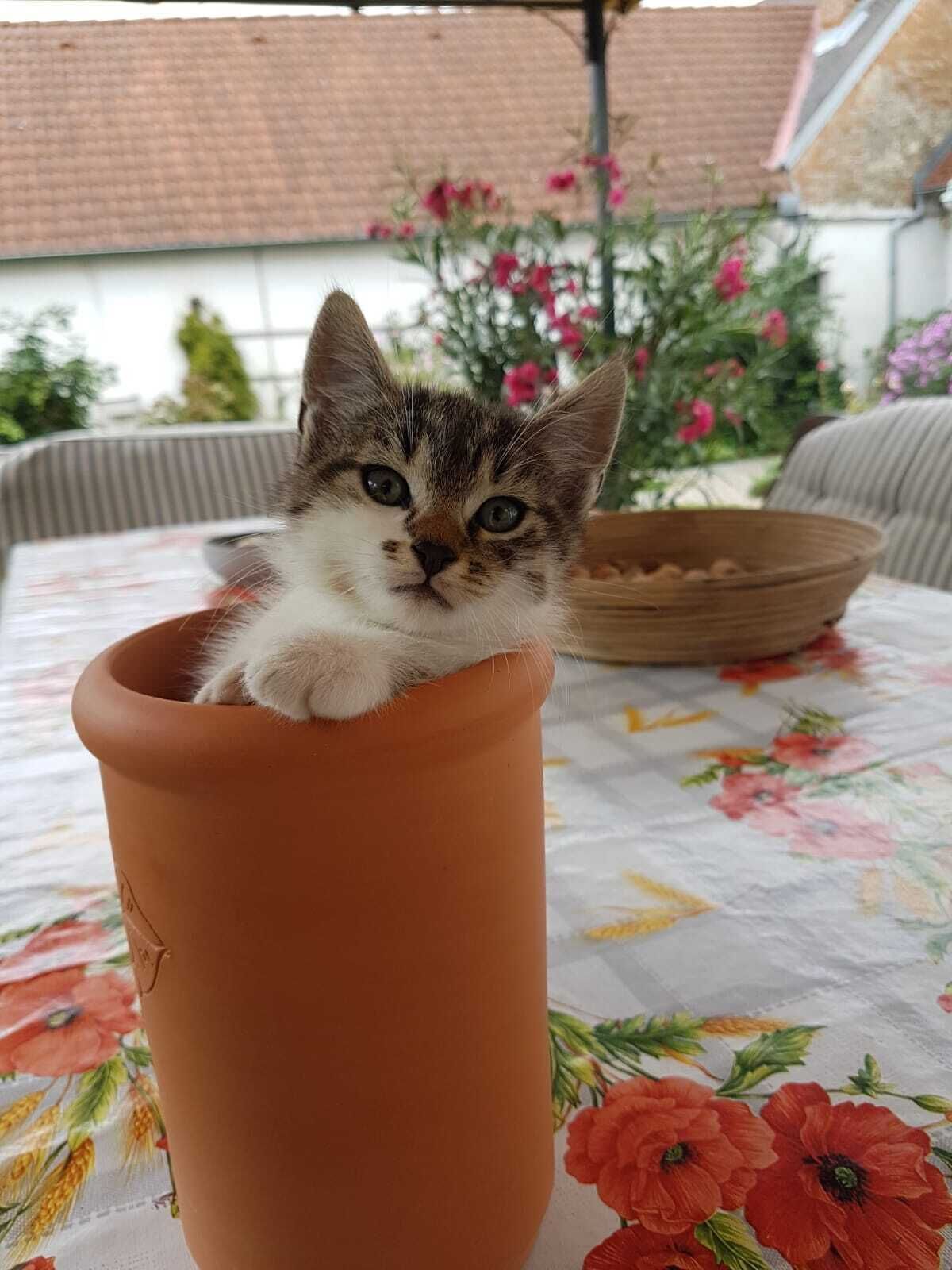 Un gatito en una maceta de terracota sobre una mesa con mantel floreado.