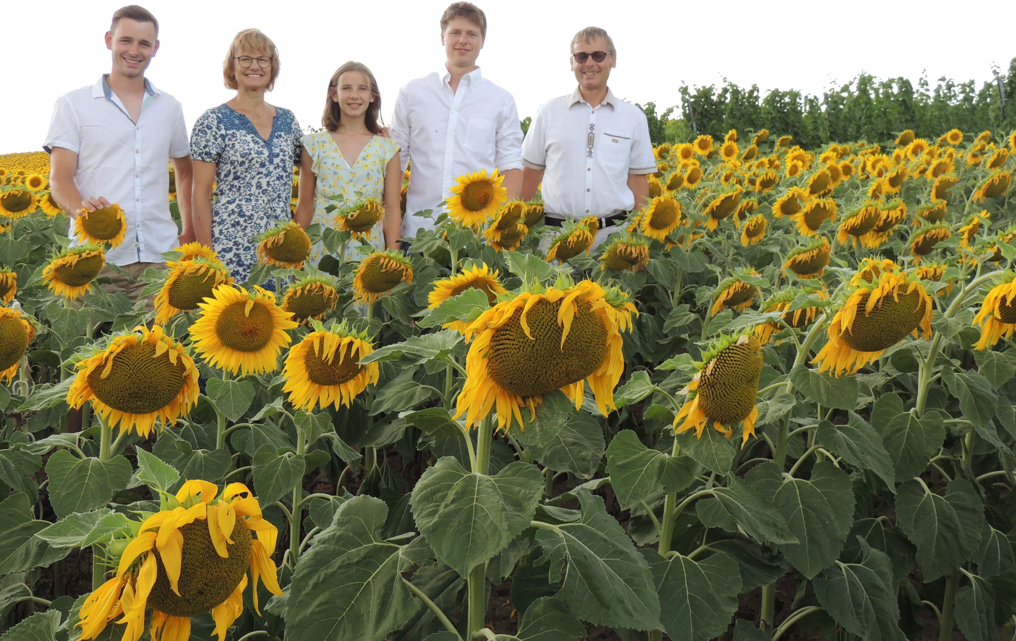 A group of people standing in a sunflower field.