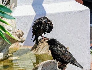 A bird perches on a rock near a serene water feature.