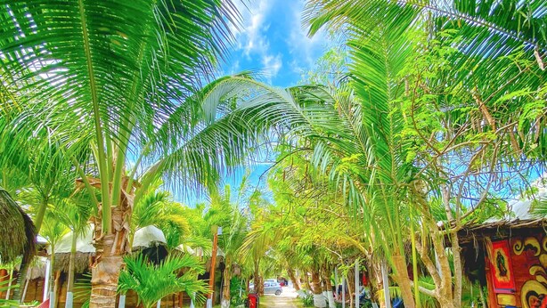 Un camí vorejat de palmeres i una construcció amb teulada de palla, que evoca un ambient de resort tropical.