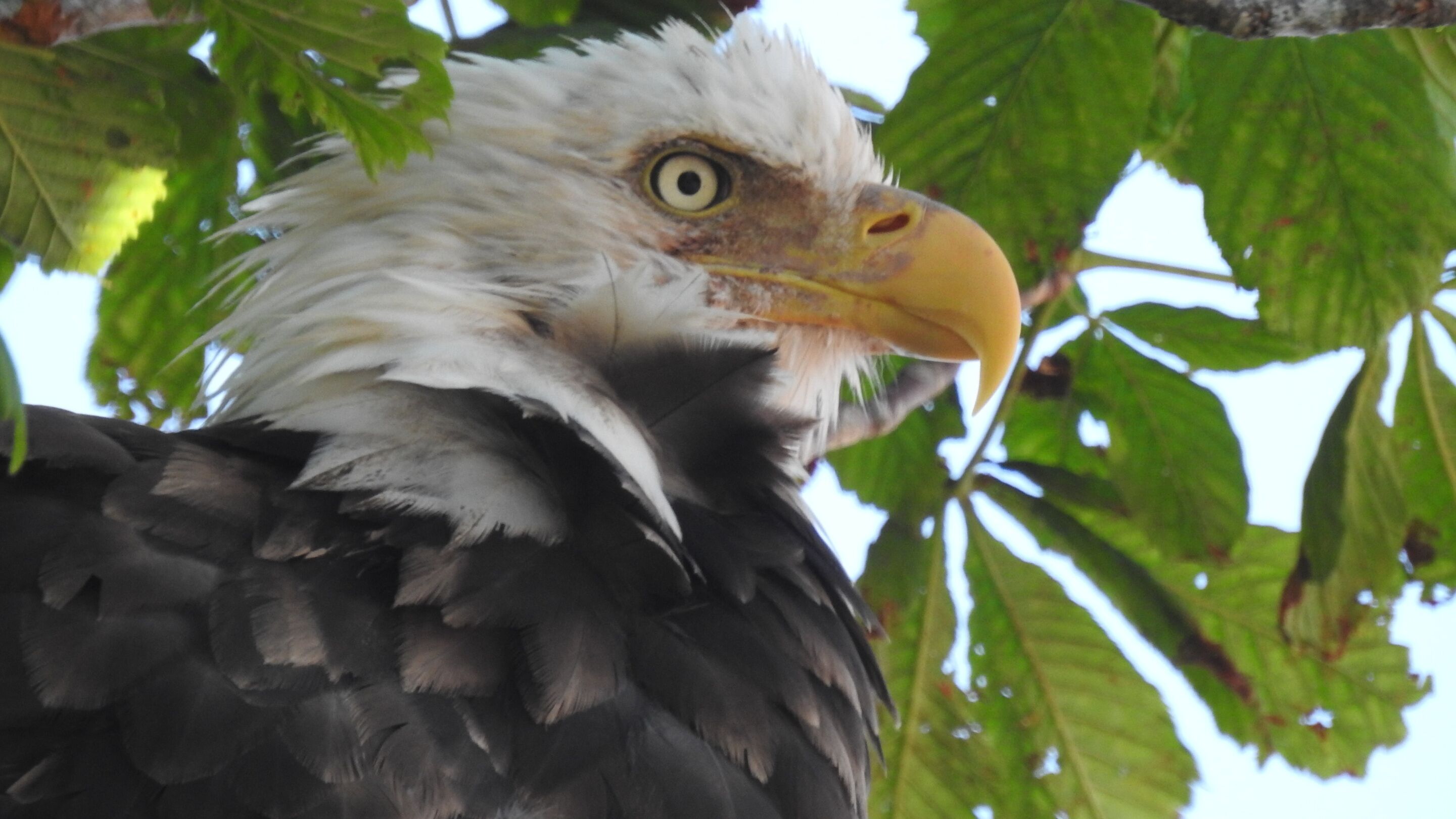 Primer plano de un águila con la cabeza blanca y plumas oscuras, posada entre hojas verdes.