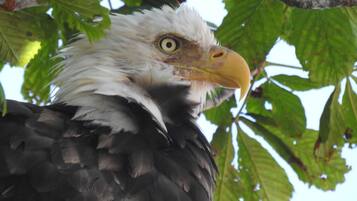 Primer plano de un águila con la cabeza blanca y plumas oscuras, posada entre hojas verdes.