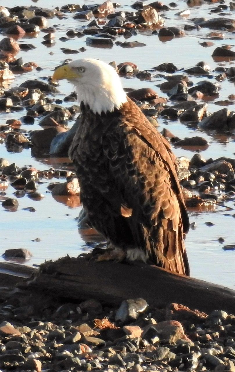 Ein Adler steht an einer felsigen Küste.