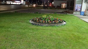 A well-maintained lawn with a flower bed in the center, a building with a closed storefront, and a road with vehicles in the background. - Century motel (Cornwall)