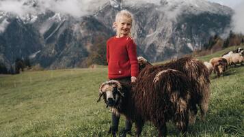 Ein Kind in einem roten Pullover sitzt auf einem Schaf in einer grünen Wiese, im Hintergrund sind Berge zu sehen.
