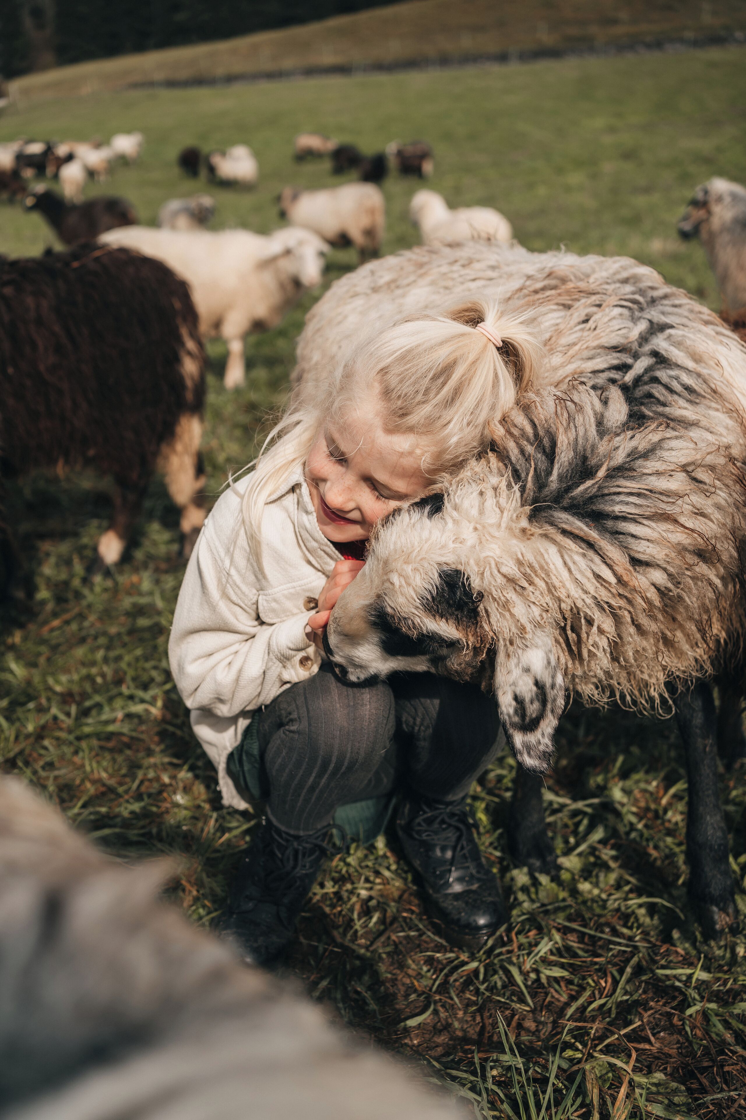 A child hugging a sheep in a grassy field with other sheep in the background.