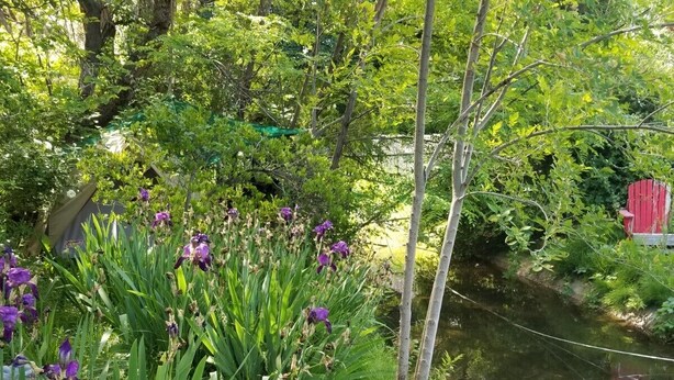 Un giardino con uno stagno, circondato da vegetazione rigogliosa e fiori viola.