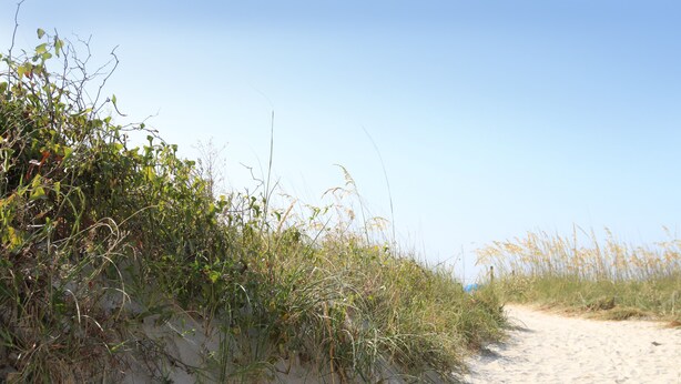 Ein sandiger Pfad mit dichter Vegetation an einer Seite.