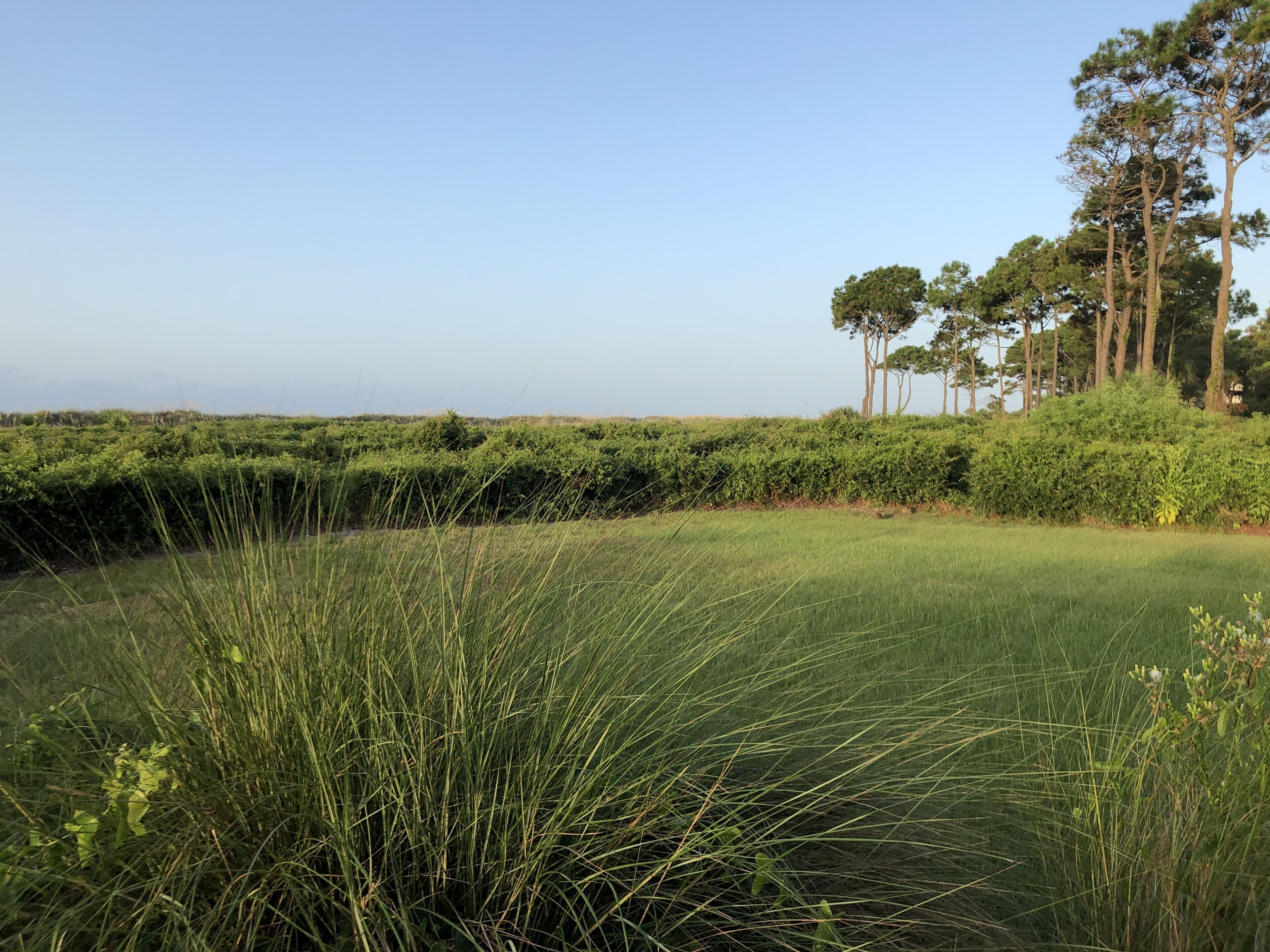 Ein grünes Feld mit hohem Gras und einer Hecke im Vordergrund, Bäume im Hintergrund.