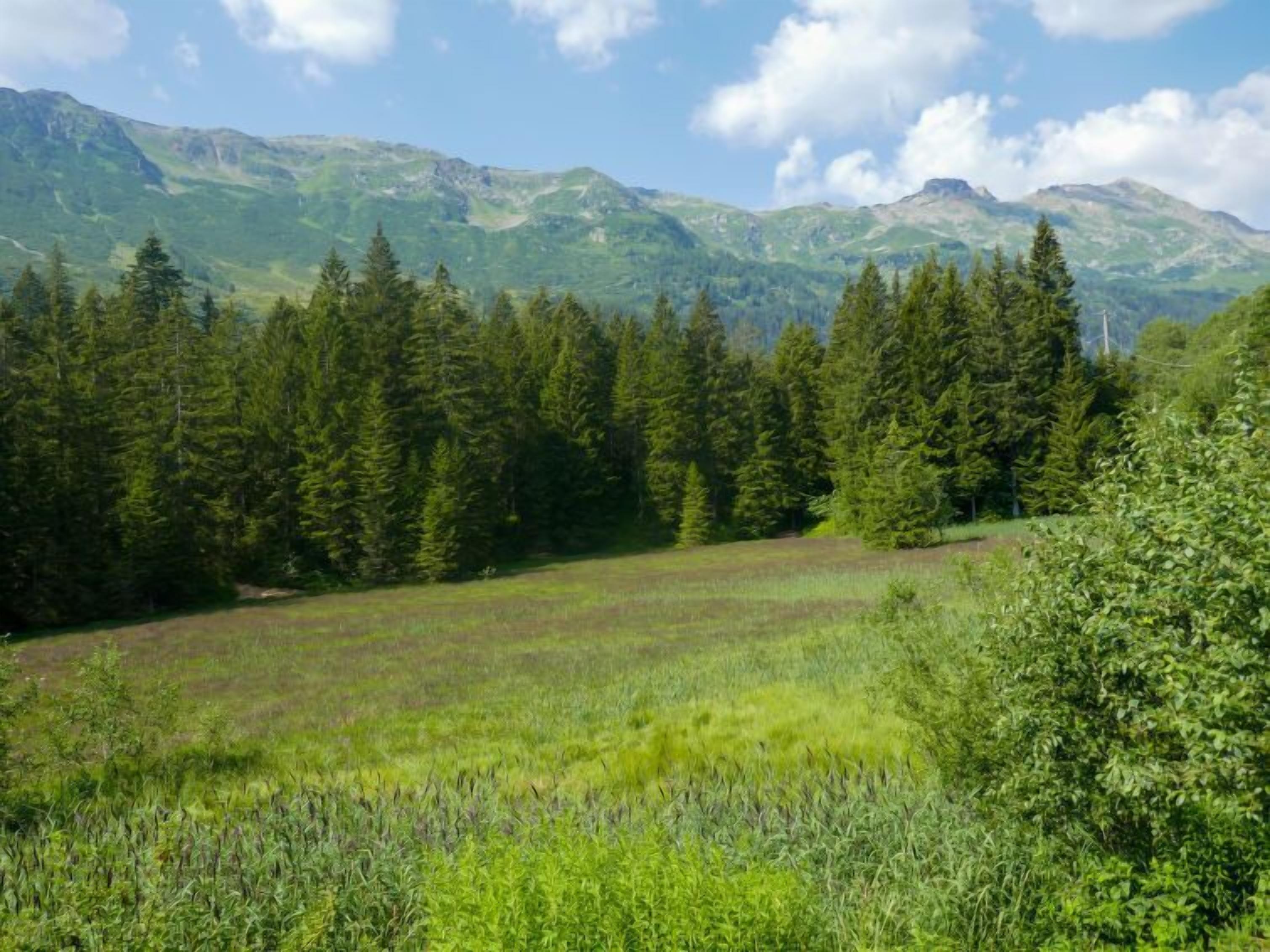 Eine gebirgige Landschaft mit dichten Wäldern und einer grünen Wiese.