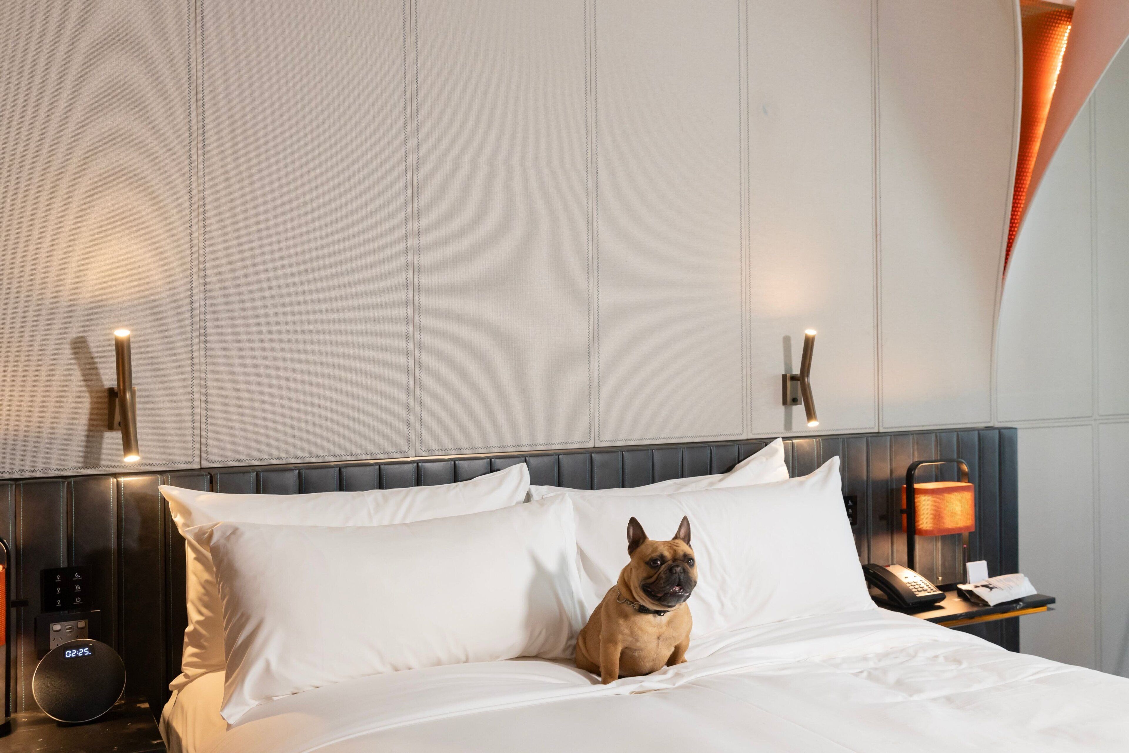 Une chambre d’hôtel avec un lit, du linge de lit blanc, un chien assis sur le lit, une table de chevet avec une lampe, un téléphone et une horloge numérique.