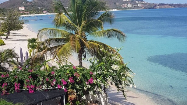 Vista de playa con agua azul cristalina, una palmera y una costa distante con edificios.