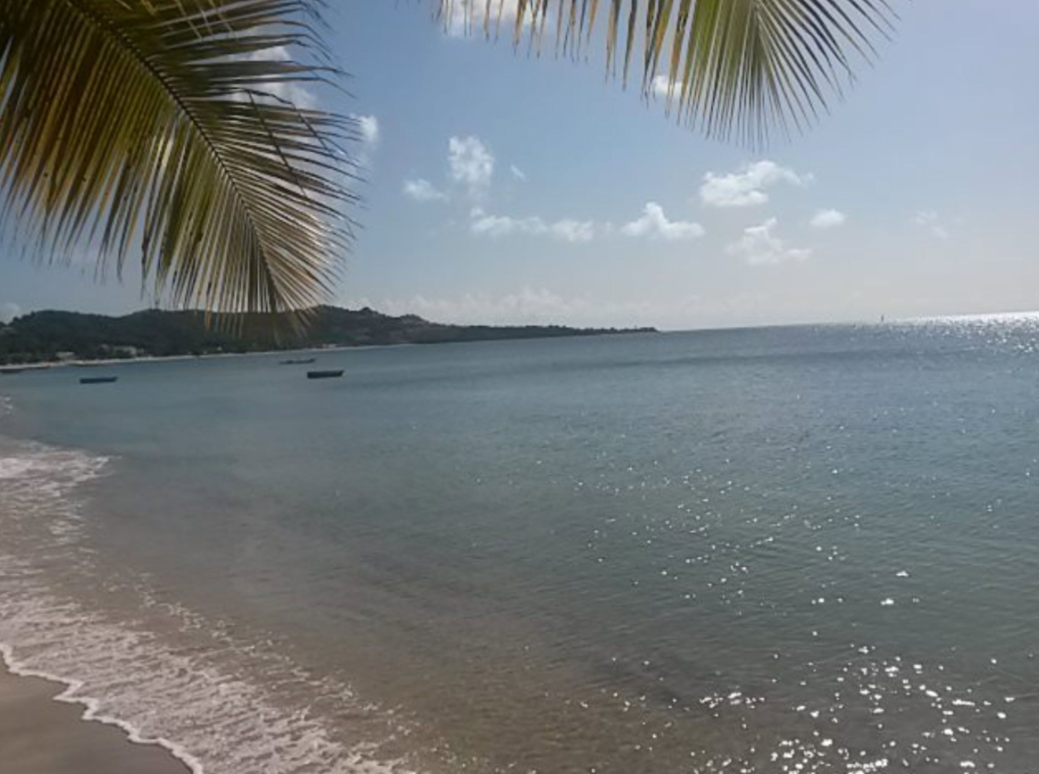 A beach with calm waters, boats, and a palm tree.