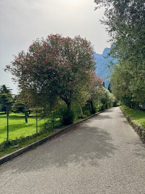 Een geplaveid pad, omzoomd door bomen met roze bloesems, loopt naar een bergachtige achtergrond.