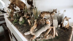 A display of taxidermy animals and plants on a shelf. - THE OLD CHURCH INN is a luxurious Property near Salmon River (Altmar)