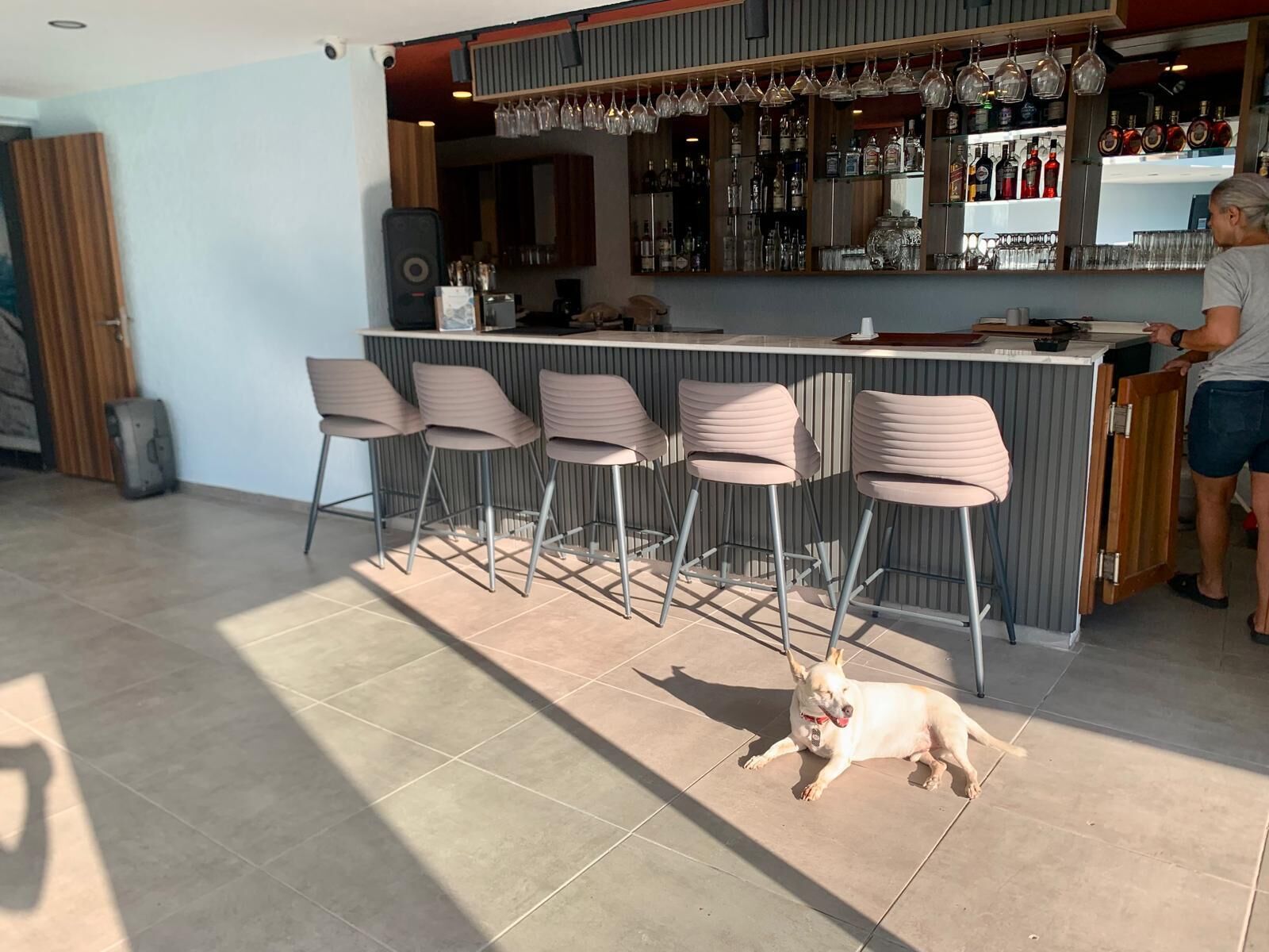 Eine Bar mit einer Theke, Barhocker und einem Hund, der auf dem Boden liegt.