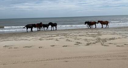 Book NOW! Dog friendly, partial Ocean View, 4x4 Area, Cozy Beach cottage .