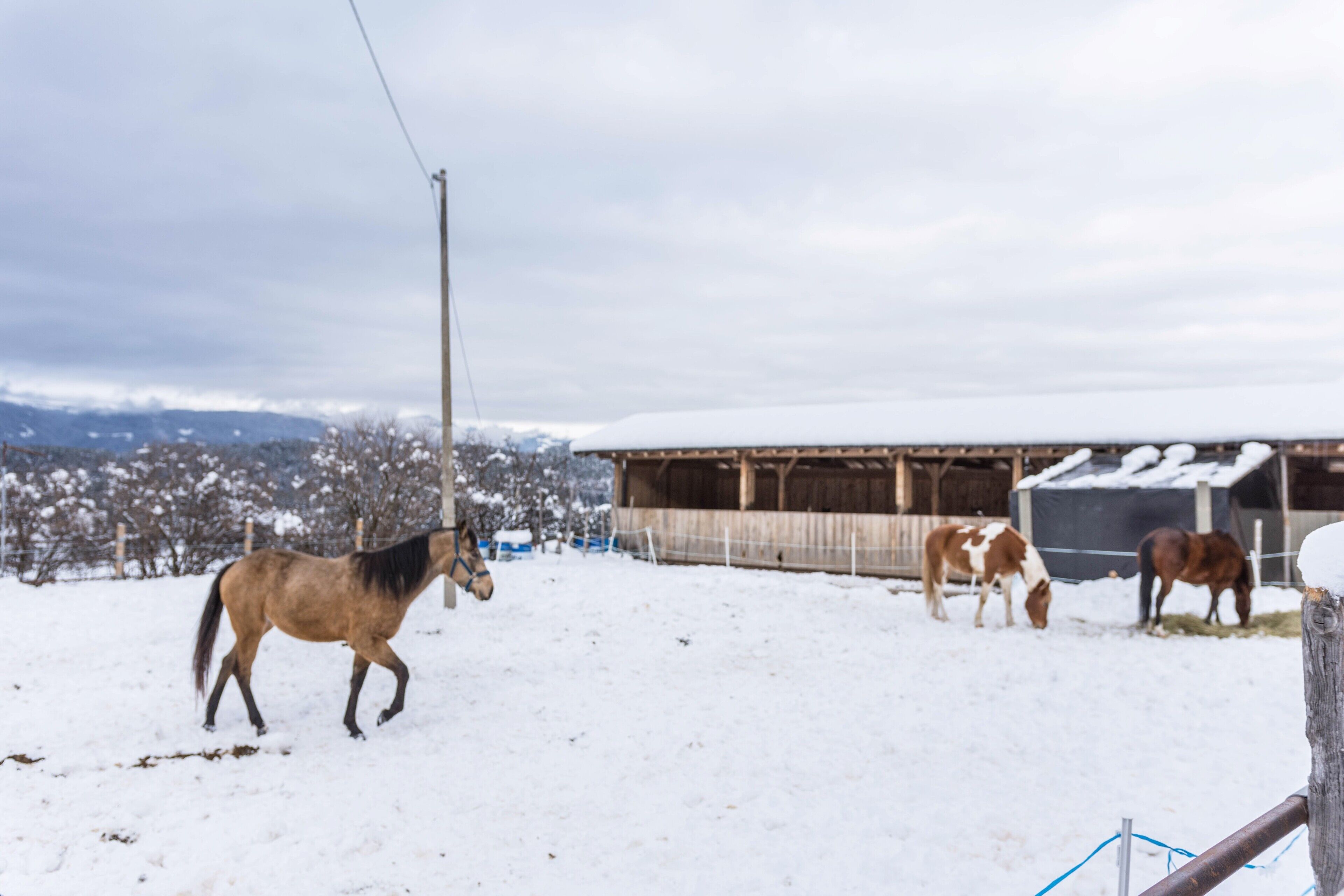 Une écurie avec des chevaux et un paysage enneigé.