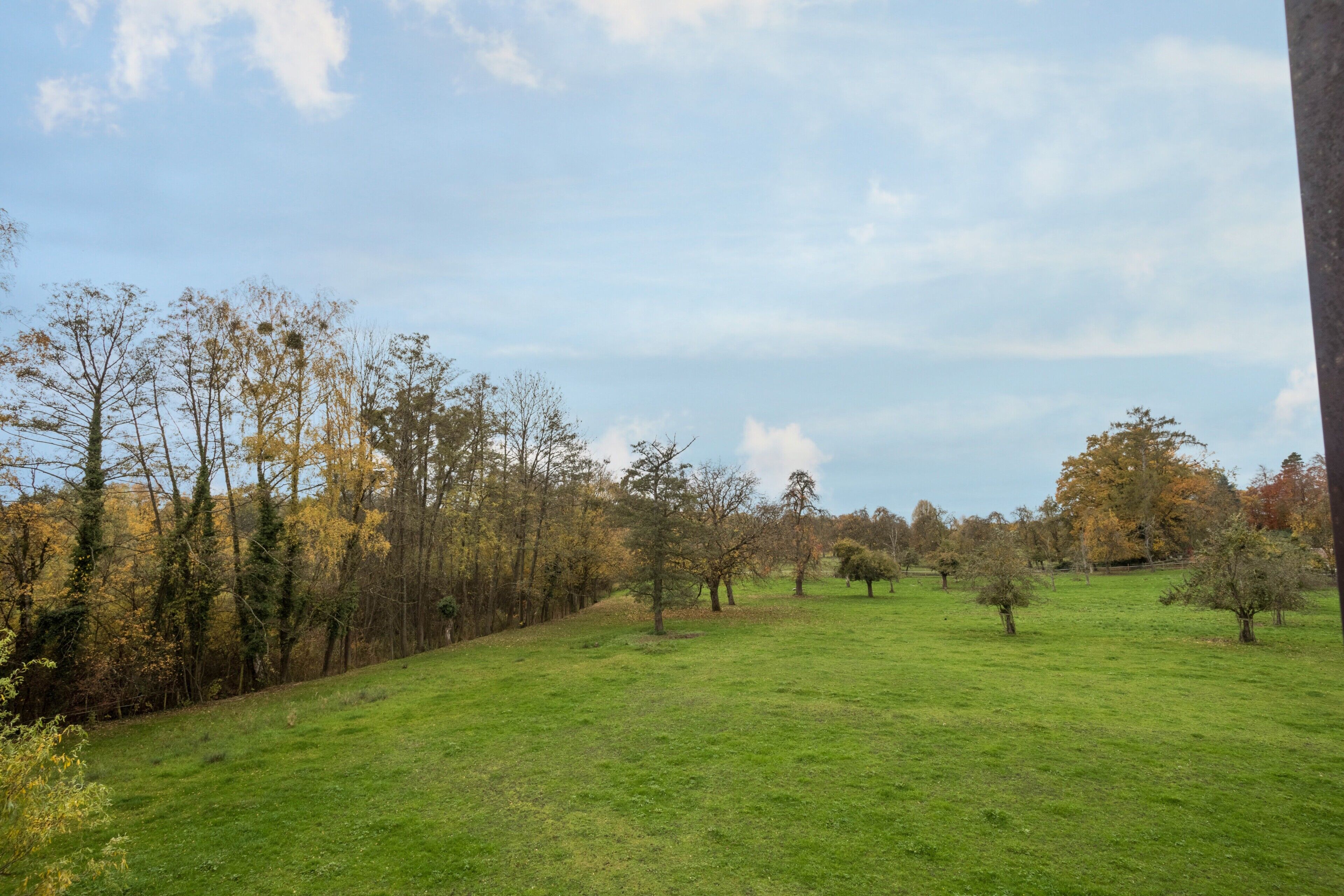 Een begroeiend grasveld met bomen en een heldere lucht.