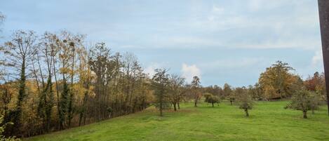 Un campo cubierto de hierba con árboles y un cielo despejado.