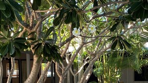 A tree with broad leaves and white flowers, surrounded by other trees and buildings. - Cable Beach Haven - 3BR house with pool, 5 minutes walk to Cable Beach  (Cable Beach)
