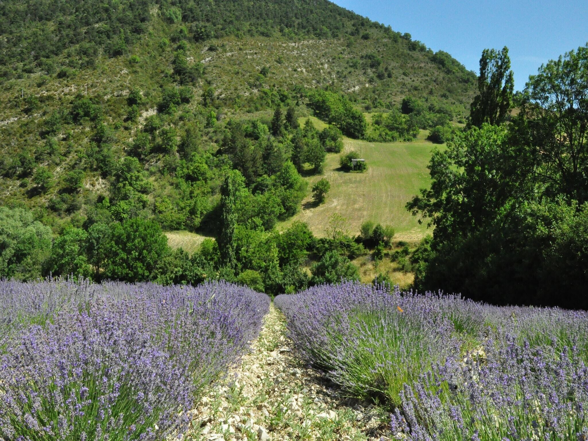 Un champ de lavande avec un sentier qui le traverse, entouré de collines verdoyantes et d’arbres.