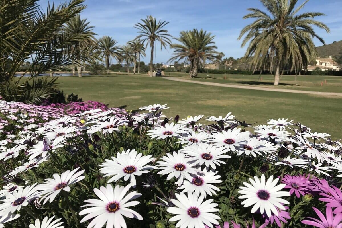 A garden with white and purple flowers, palm trees, and a clear sky.