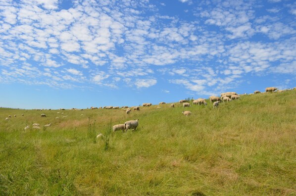 Unclassified image, 1 of 19, button