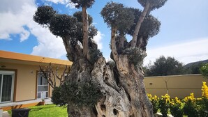 A landscaped garden with two sculptural trees, a pathway, and a building in the background. - Villa MATA - 600m² with Private Pool and Jacuzzi (Kalithies)