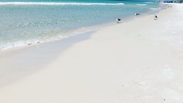 A wide sandy beach with clear turquoise water and a few birds on the sand. - Luxe Destin Miramar Beach Walk to Beach, Private Heated Pool (Destin)