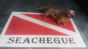A dog standing on a red and white sign with the word "SEACHEGUE" on it. - Pousada Seachegue (Ubatuba)
