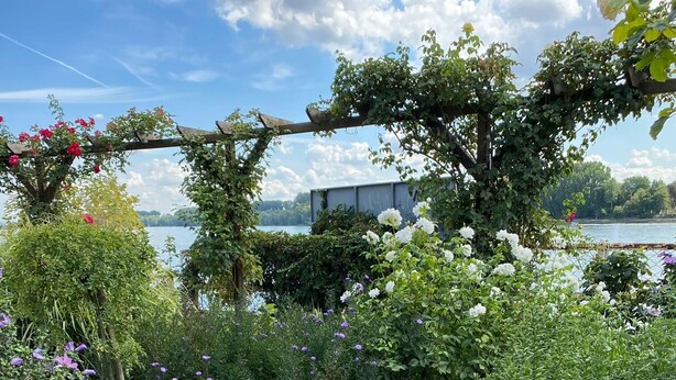Ein Garten mit verschiedenen blühenden Pflanzen und einer Pergola.