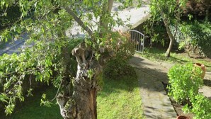 Ein Garten mit einem großen Baum, einem Weg und einem Blumentopf.