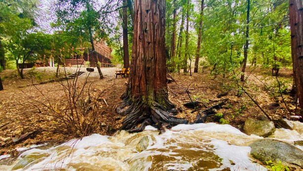 A forested area with a flowing stream, a large tree, and a rustic building in the background. - The Creek-Side Cabin: Hot Tub, Fire Pit,5 Star, AC, Big Deck, Quiet,Walk To Town (Idyllwild-Pine Cove)
