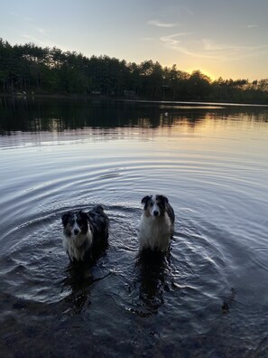 Animaux de compagnie acceptés