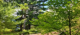 Family Chalet with Fireplace under Pine trees