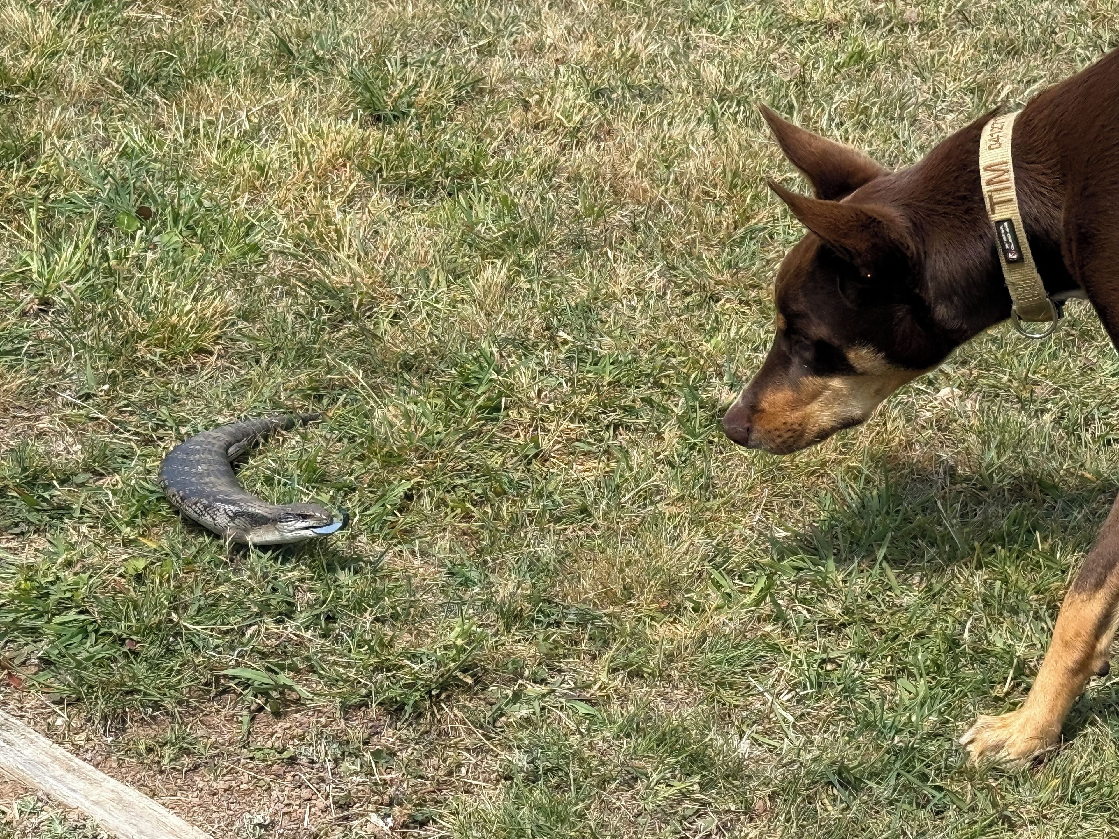 A dog and a snake on a grassy field.