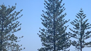 Vista costera con altos pinos, una playa y el perfil de una ciudad en la distancia.