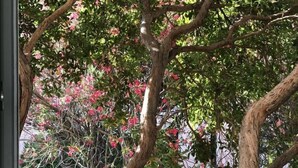 A tree with pink flowers and a twisted trunk. - Apartment center Saint-tropez (Saint-Tropez)