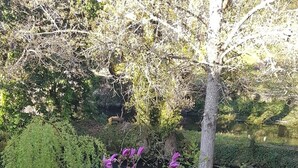A garden with flowering plants and a pond.
