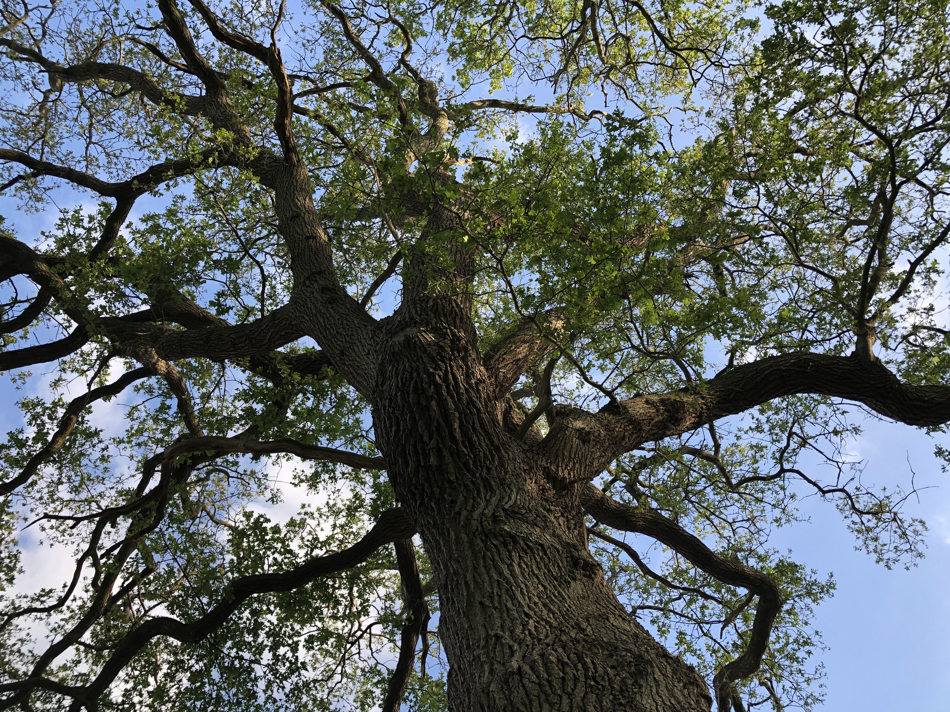 A large tree with a thick trunk and extensive branches.