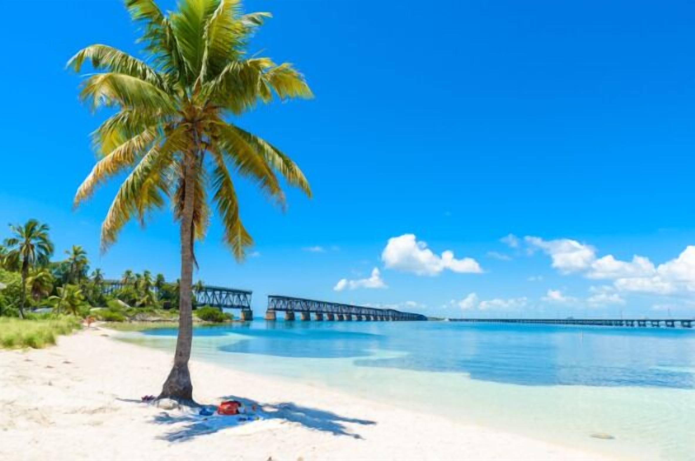 Une plage avec un palmier, une eau d’un bleu limpide et une jetée en arrière-plan.