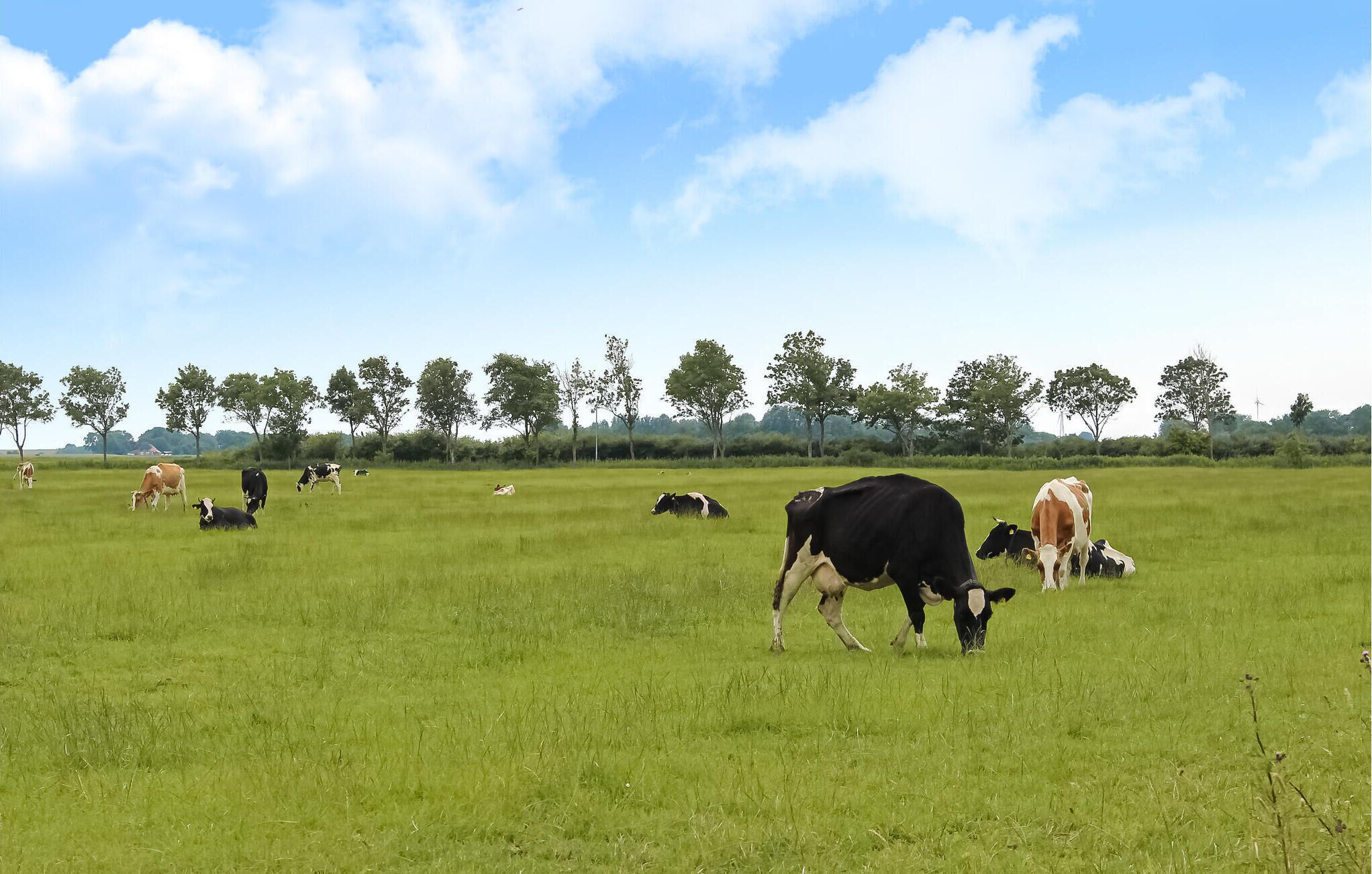 A wide-open grassy field with cows grazing, trees in the background, and a clear sky.