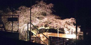 A nighttime view of a cherry blossom tree illuminated by artificial lights, with a staircase leading up to a platform. - Houtouji Temple (Yoshino)
