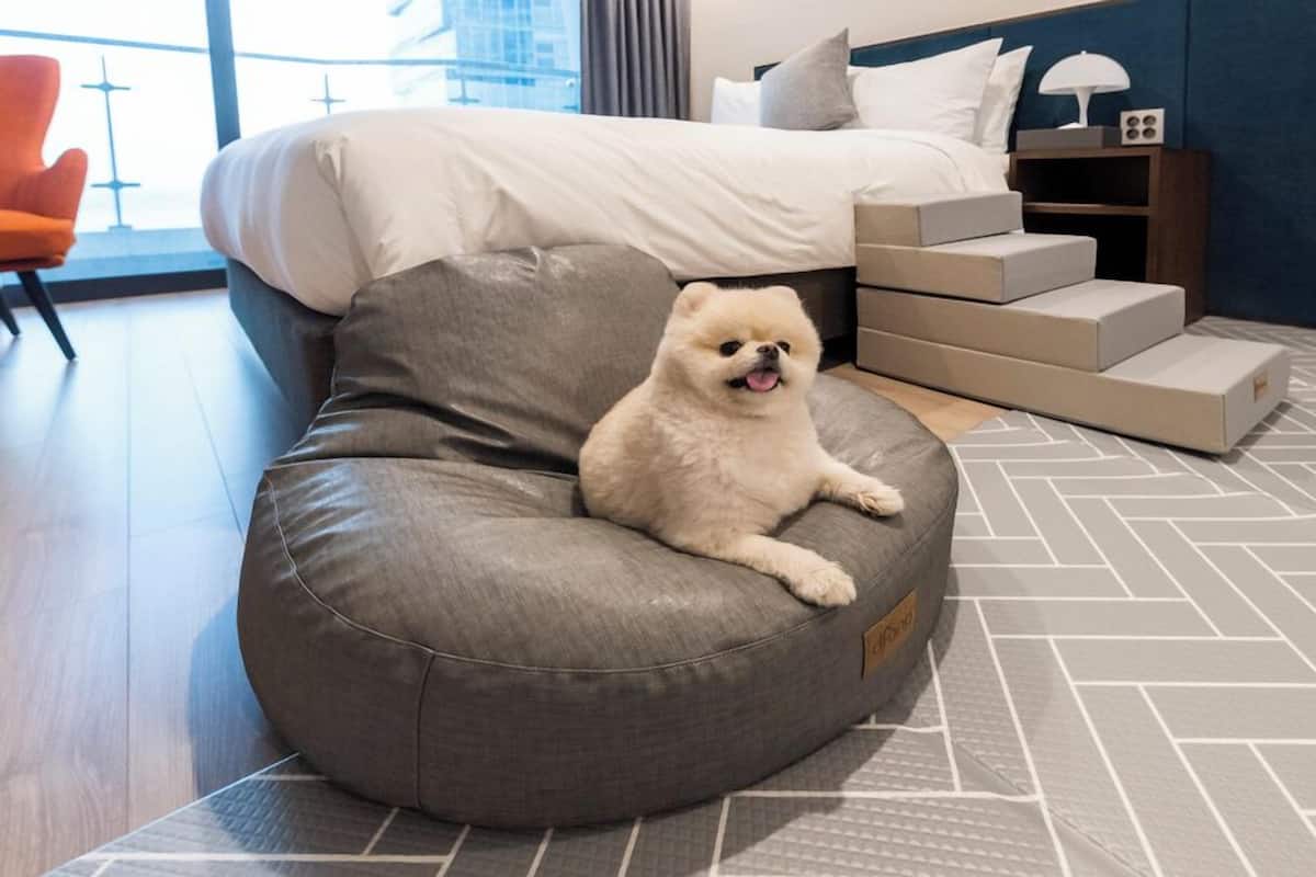A dog sitting on a grey bean bag chair in a hotel room with a bed, a nightstand, and a view of the outside.